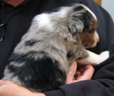 Cassie × Max litter