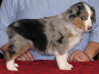 Cassie × Max litter
