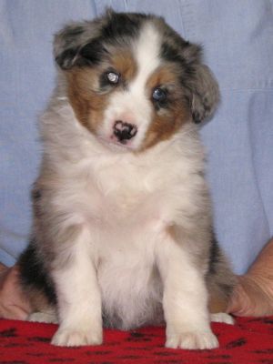 Cassie × Max litter