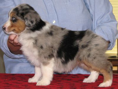 Cassie × Max litter