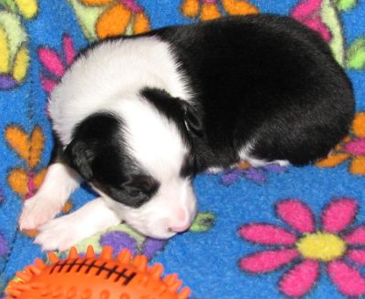 Cassie × Max litter