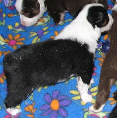 Cassie × Max litter