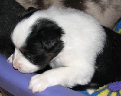 Cassie × Max litter