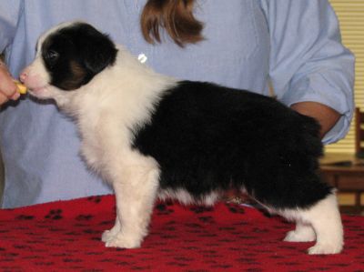 Cassie × Max litter