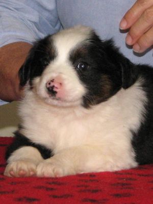 Cassie × Max litter
