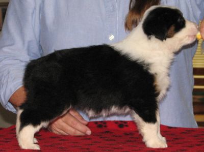 Cassie × Max litter