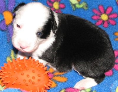 Cassie × Max litter