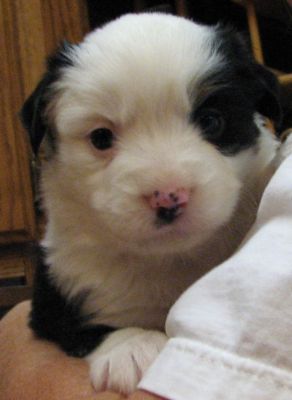 Cassie × Max litter