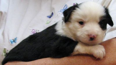 Cassie × Max litter