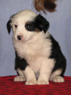 Cassie × Max litter