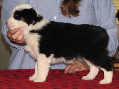Cassie × Max litter