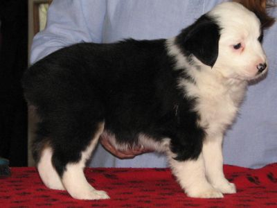 Cassie × Max litter