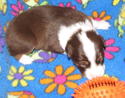 Cassie × Max litter