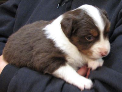 Cassie × Max litter