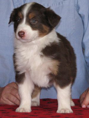 Cassie × Max litter