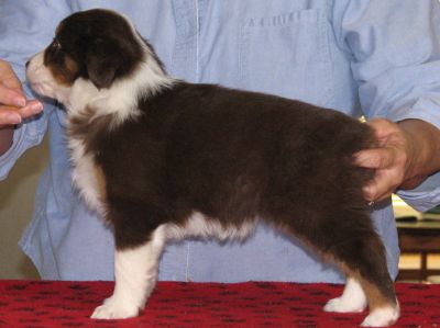 Cassie × Max litter