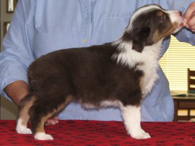 Cassie × Max litter
