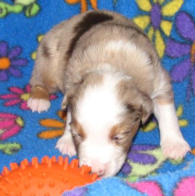 Cassie × Max litter