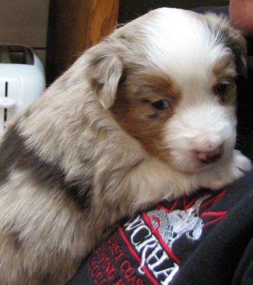 Cassie × Max litter