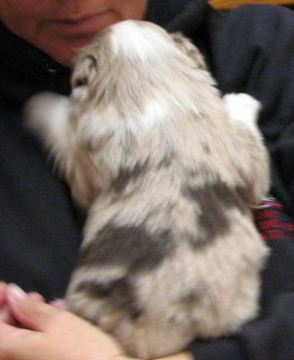 Cassie × Max litter
