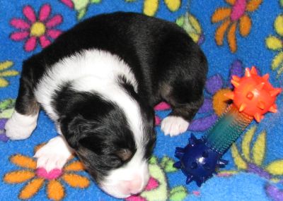 Cassie × Max litter