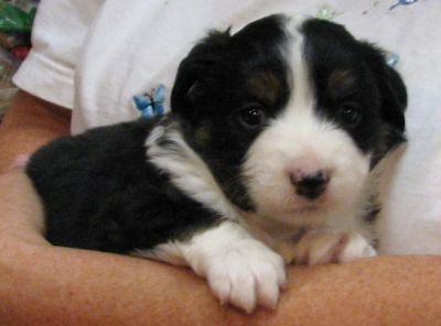 Cassie × Max litter