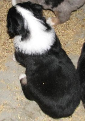 Cassie × Max litter