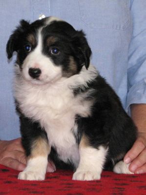Cassie × Max litter