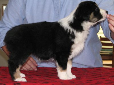 Cassie × Max litter