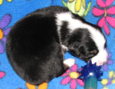 Cassie × Max litter
