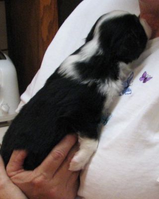 Cassie × Max litter