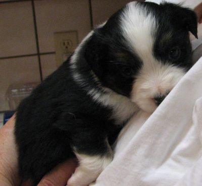Cassie × Max litter