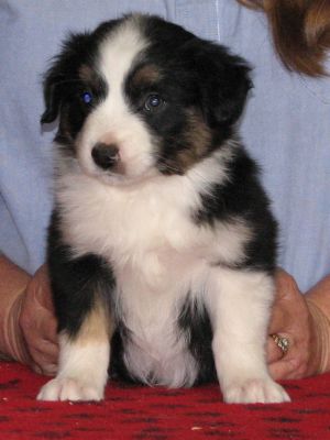 Cassie × Max litter
