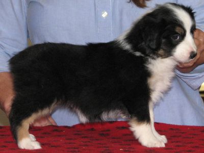 Cassie × Max litter