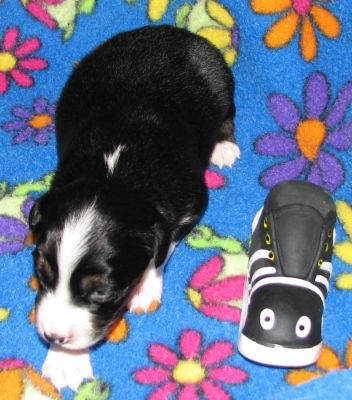 Cassie × Max litter