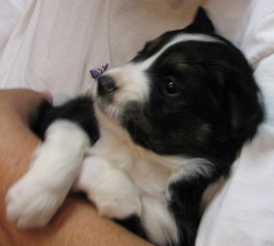 Cassie × Max litter