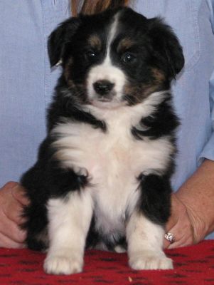 Cassie × Max litter