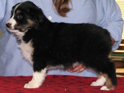Cassie × Max litter