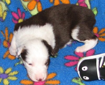 Cassie × Max litter