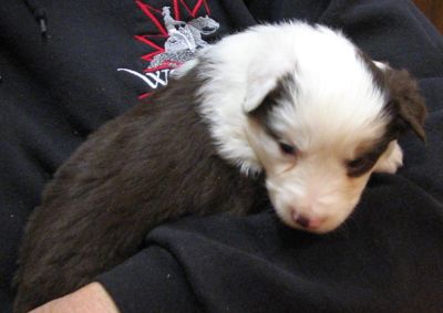 Cassie × Max litter