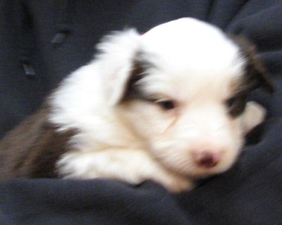 Cassie × Max litter