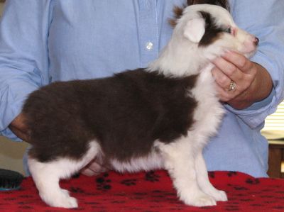 Cassie × Max litter