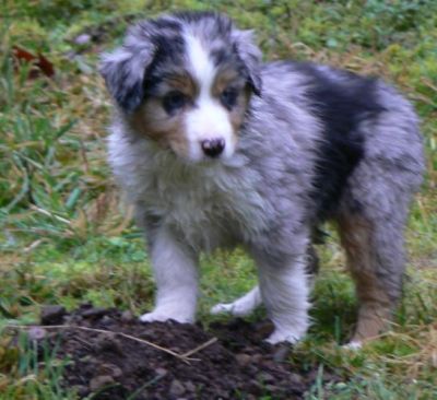 Cassie × Max litter