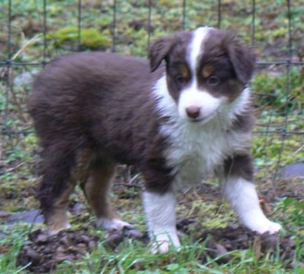 Cassie × Max litter