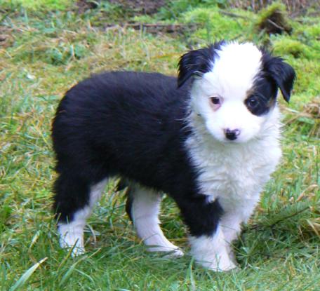 Cassie × Max litter