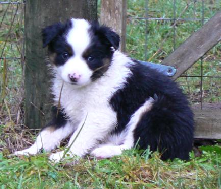 Cassie × Max litter