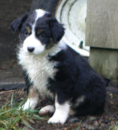 Cassie × Max litter