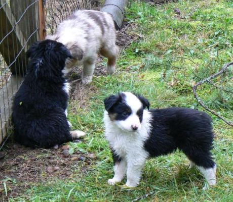 Cassie × Max litter