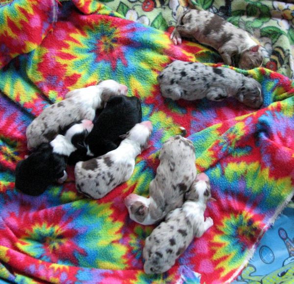 Cindi × Max litter