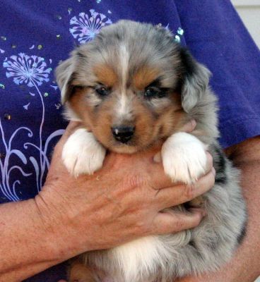 Cindi × Max litter